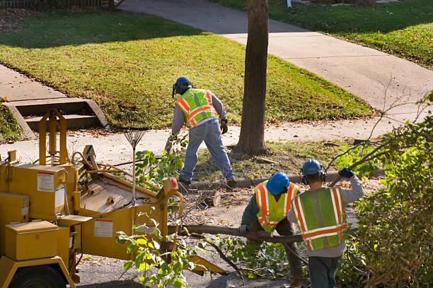 Fruit Heights, UT Tree Removal and Landscaping Services Company